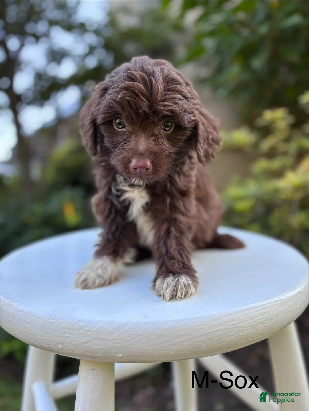 Aussiedoodle dogs for sale: Sox - Ad 1
