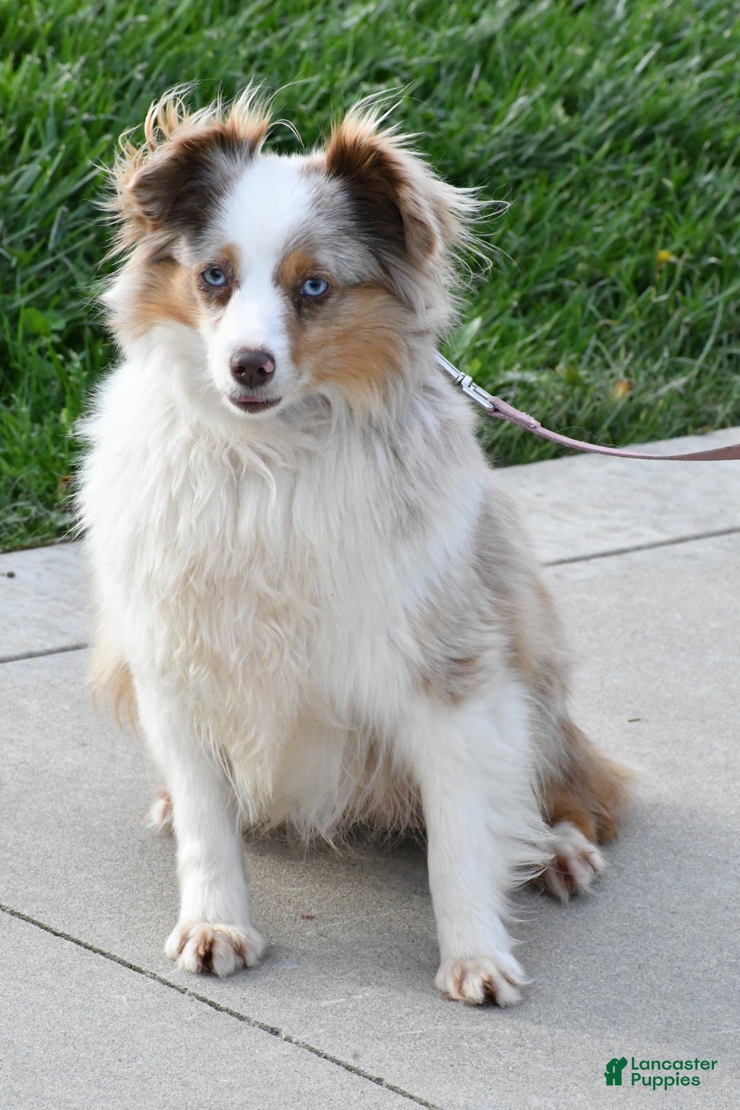 Toy Australian Shepherd dogs for sale: Benny - Ad 10