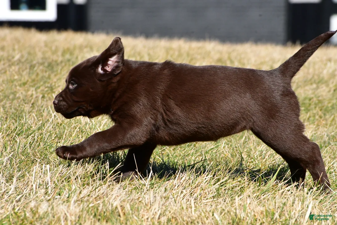 Labrador Retriever dogs for sale: Jenna - Ad 9