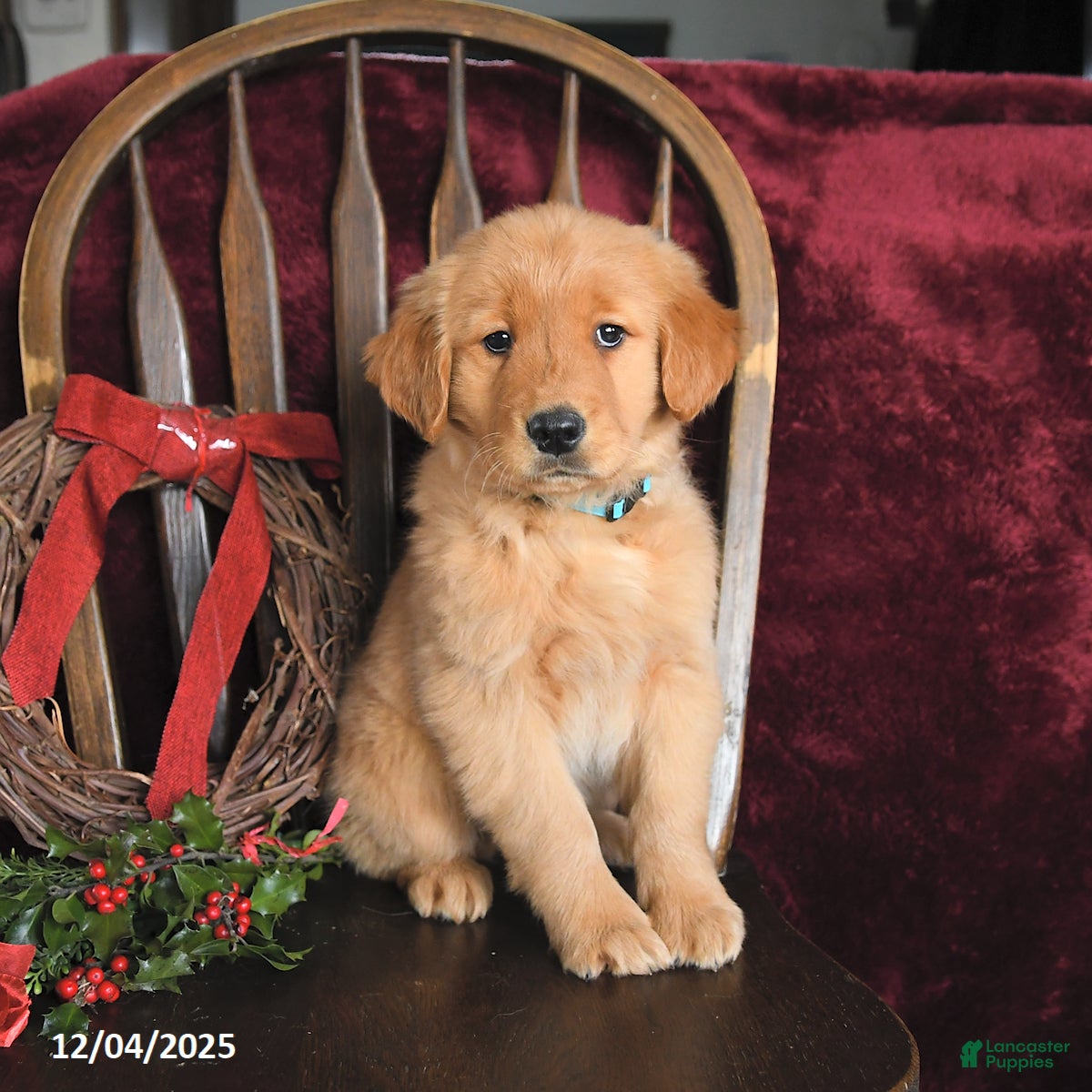 Golden Retriever dogs Jingle Bells - Ad 23