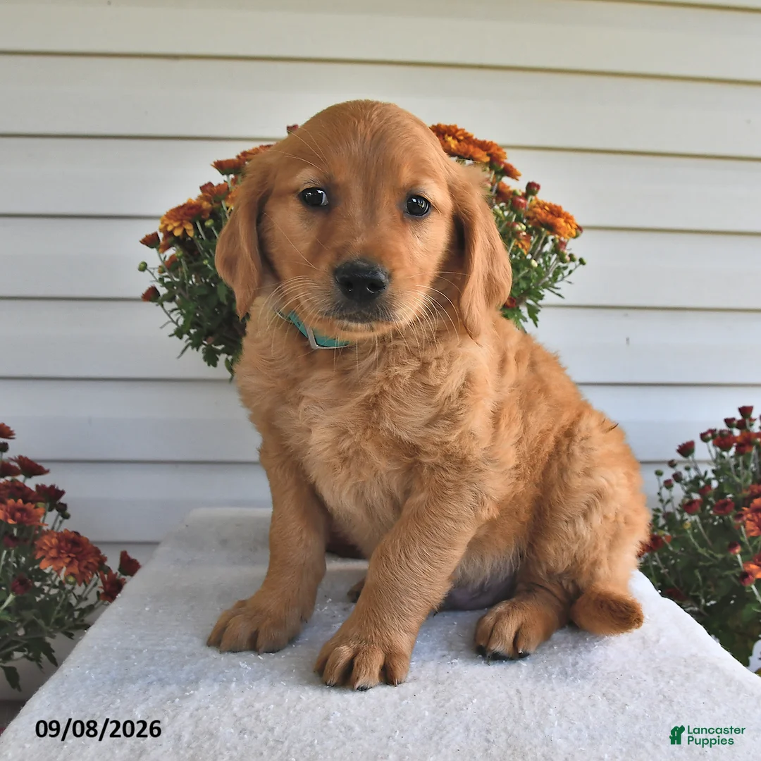 Golden Retriever dogs for sale: Zippy  - Ad 2