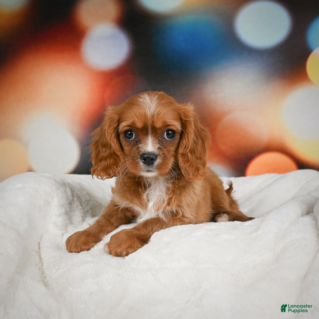 Cavalier King Charles Spaniel dogs for sale: Candy - Ad 9
