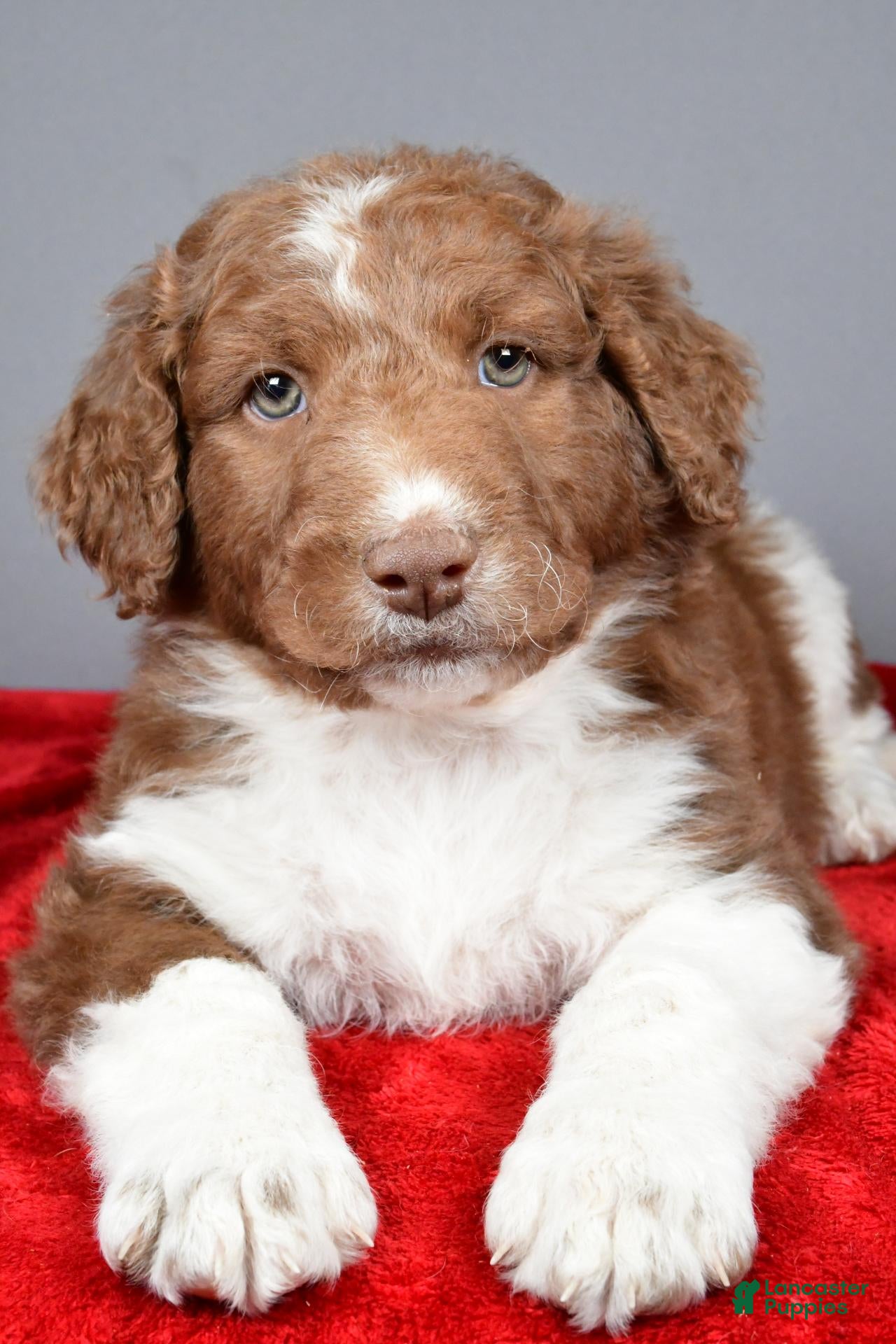 Aussiedoodle dogs for sale: Chase - Ad 1