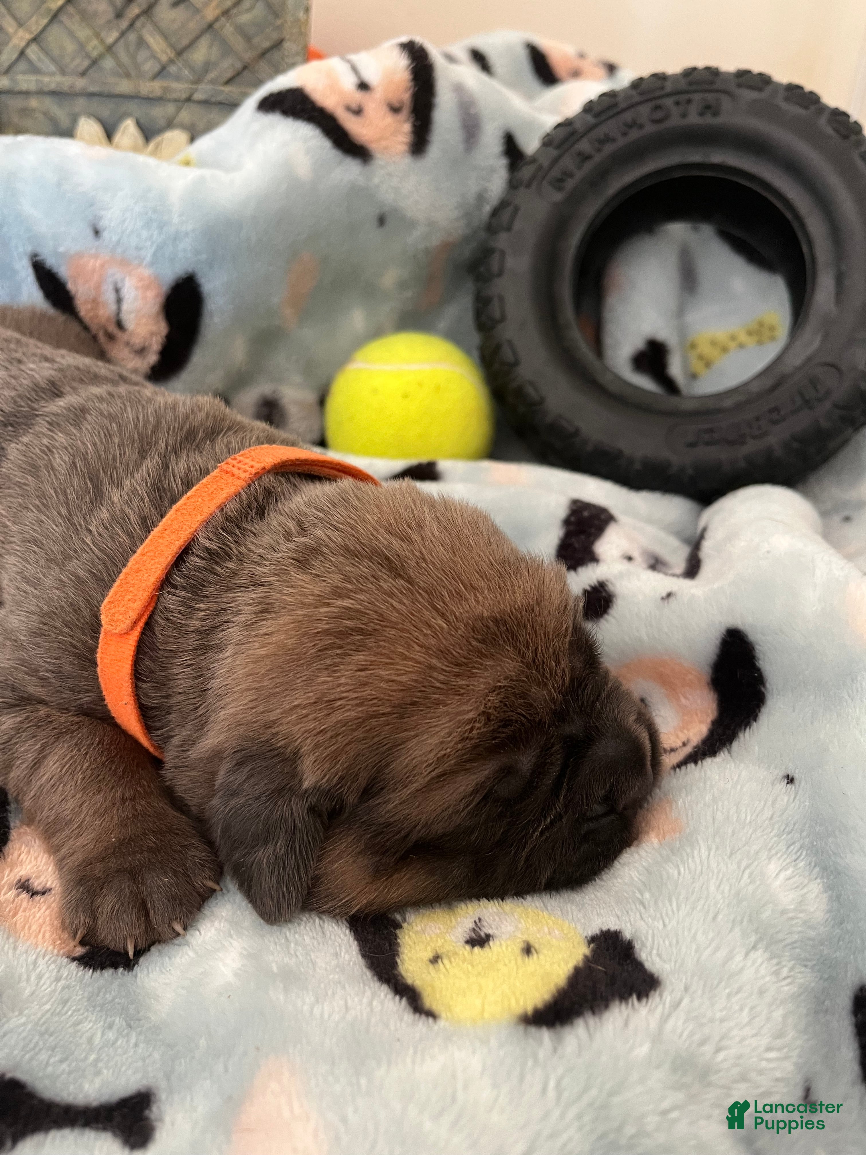 Cane Corso dogs for sale: Orange collar - Ad 28