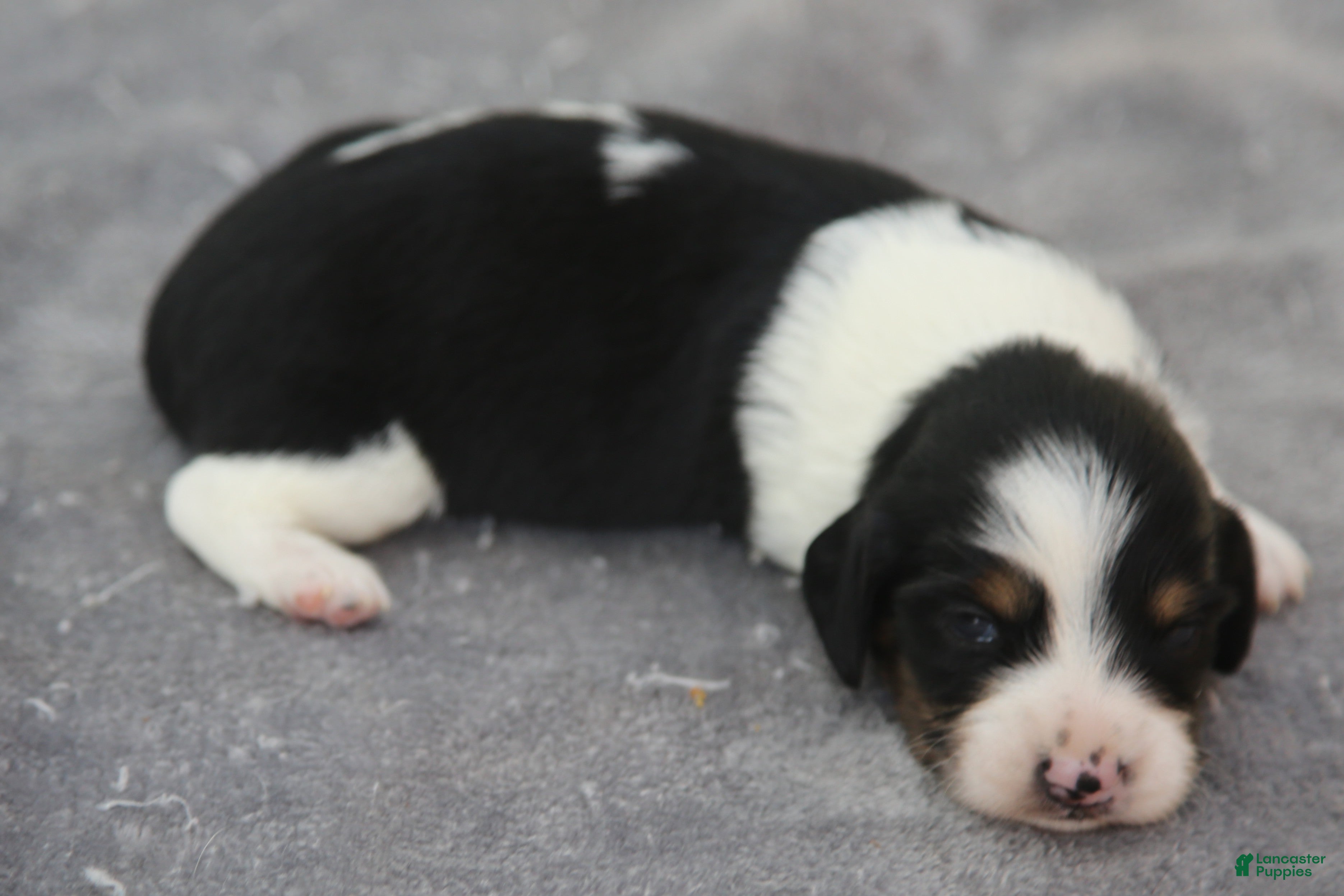 Dachshund dogs Black and Tan Brindle Piebald Male  - Ad 2