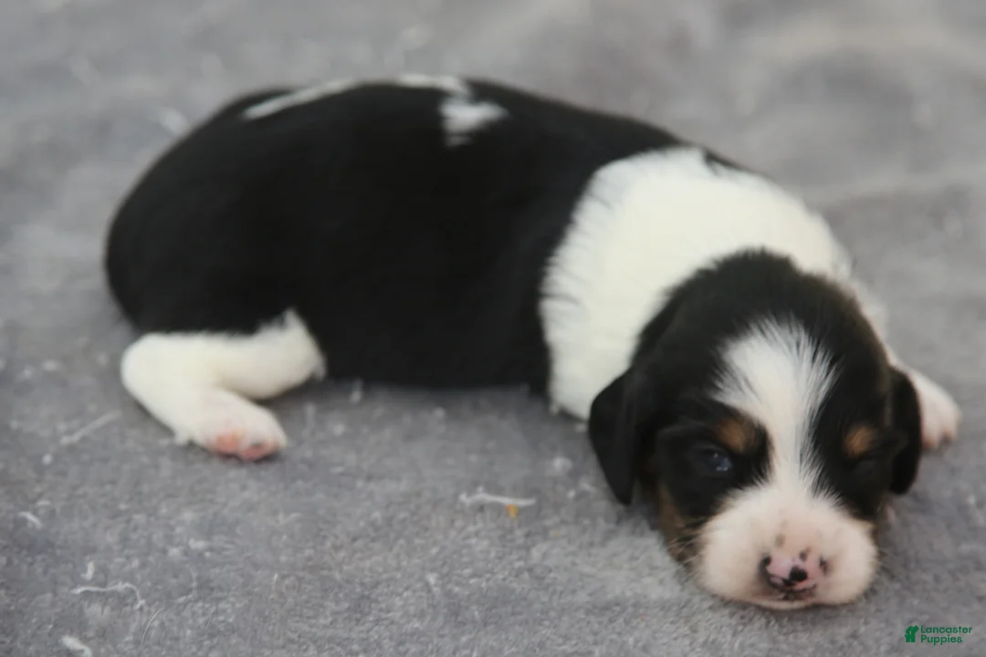Dachshund dogs for sale: Black and Tan Brindle Piebald Male  - Ad 2