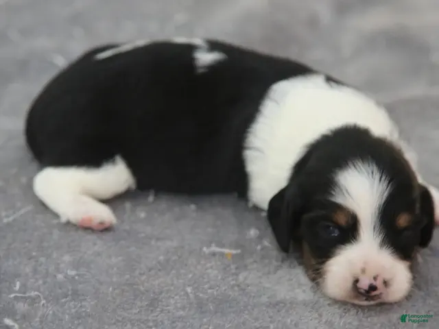 Dachshund dogs for sale: Black and Tan Brindle Piebald Male - Ad 2