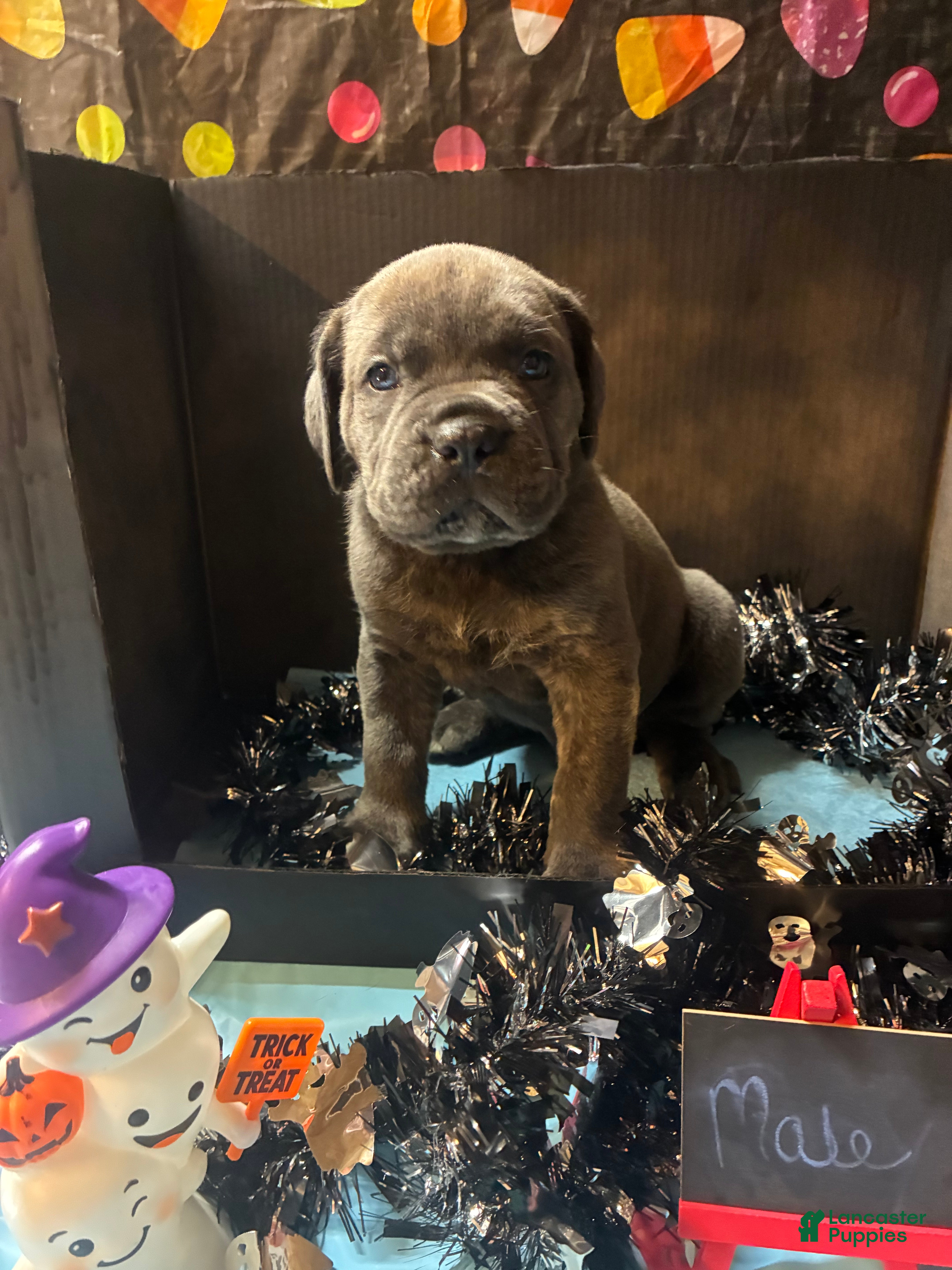 Cane Corso dogs Cane Corso 10 - Ad 2