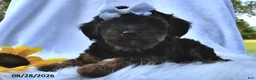 Morkie dogs for sale: Princess  - Ad 3