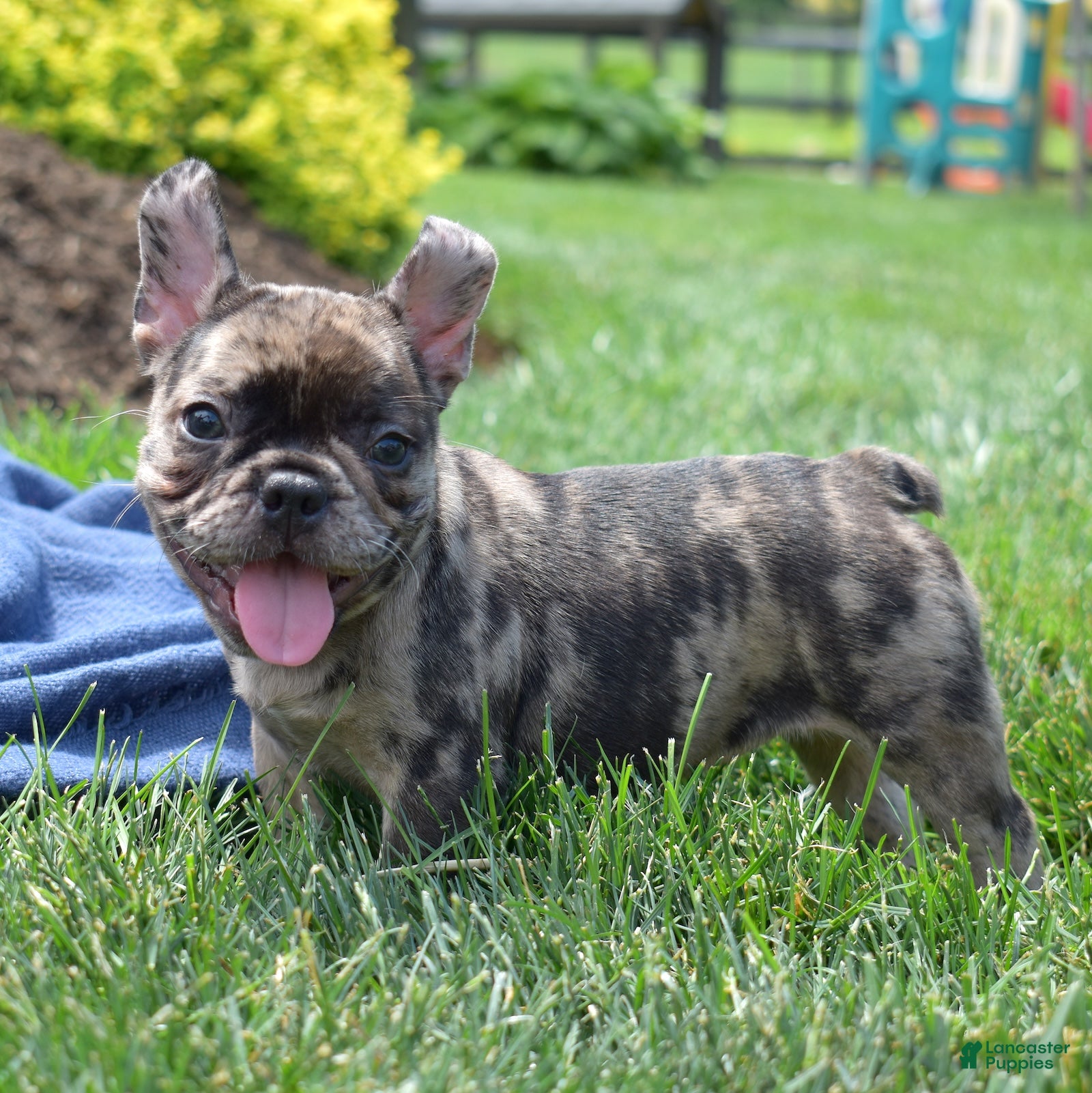 French Bulldog dogs Cove - Ad 1