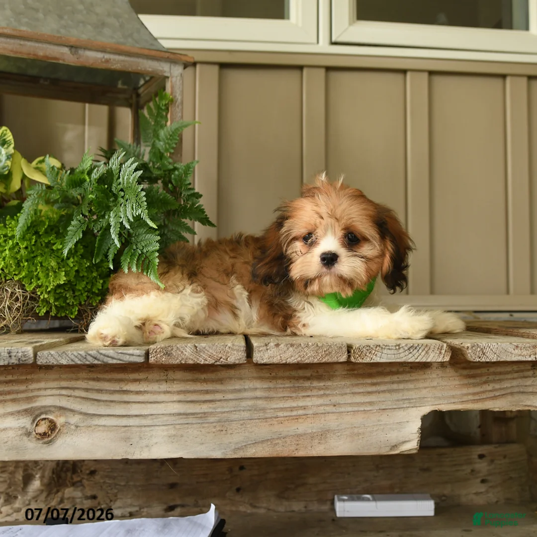 Cavachon dogs for sale: Wilma - Ad 1