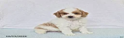 Cavapoo dogs for sale: Donut - Ad 1