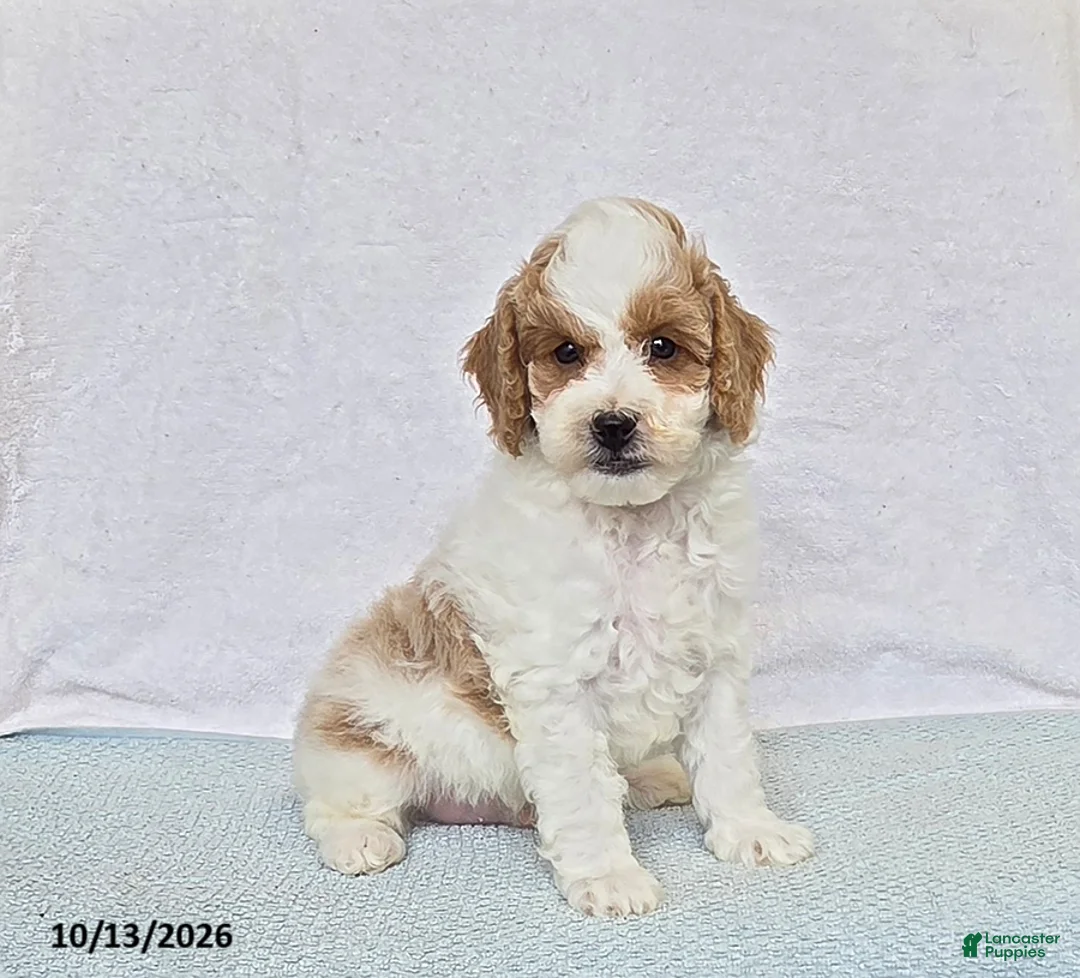Cavapoo dogs for sale: Donut - Ad 1