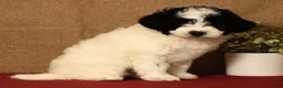 Pomapoo dogs for sale: Callie - Ad 3