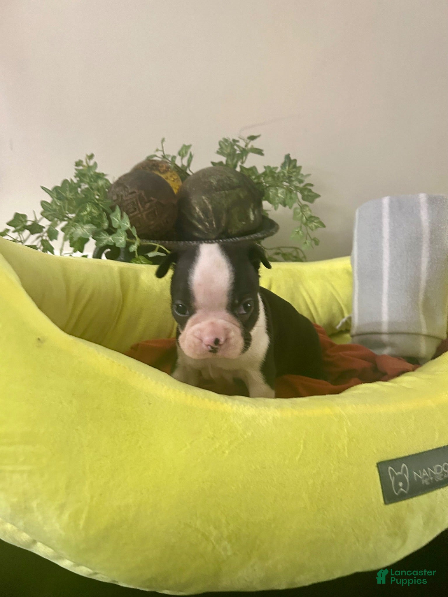 Boston Terrier dogs Boston Terrier 10 - Ad 26