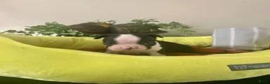 Boston Terrier 10