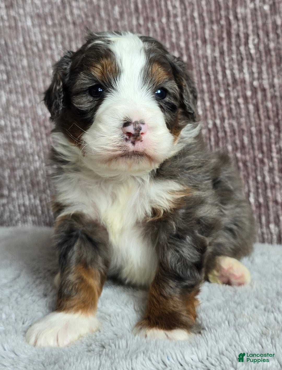 Mini Bernedoodle dogs for sale: Mini Ollie - Ad 8