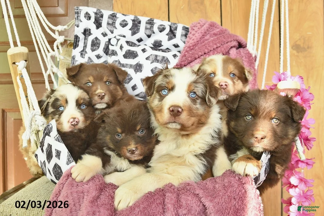 Australian Shepherd dogs for sale: Madaline  - Ad 5