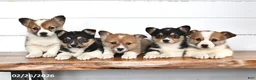 Welsh Corgi Pembroke dogs for sale: Toffee - Ad 5