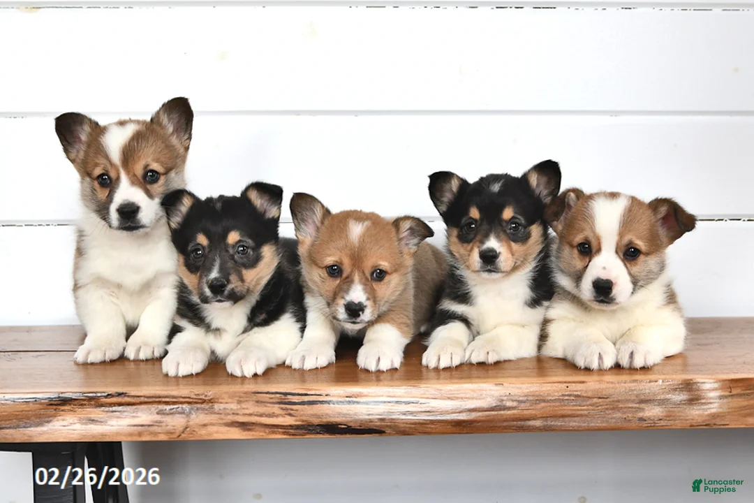 Welsh Corgi Pembroke dogs for sale: Toffee - Ad 5