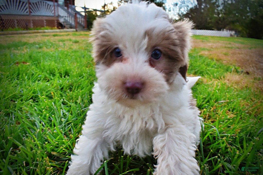 Havapoo dogs for sale: Nabisco - Ad 14