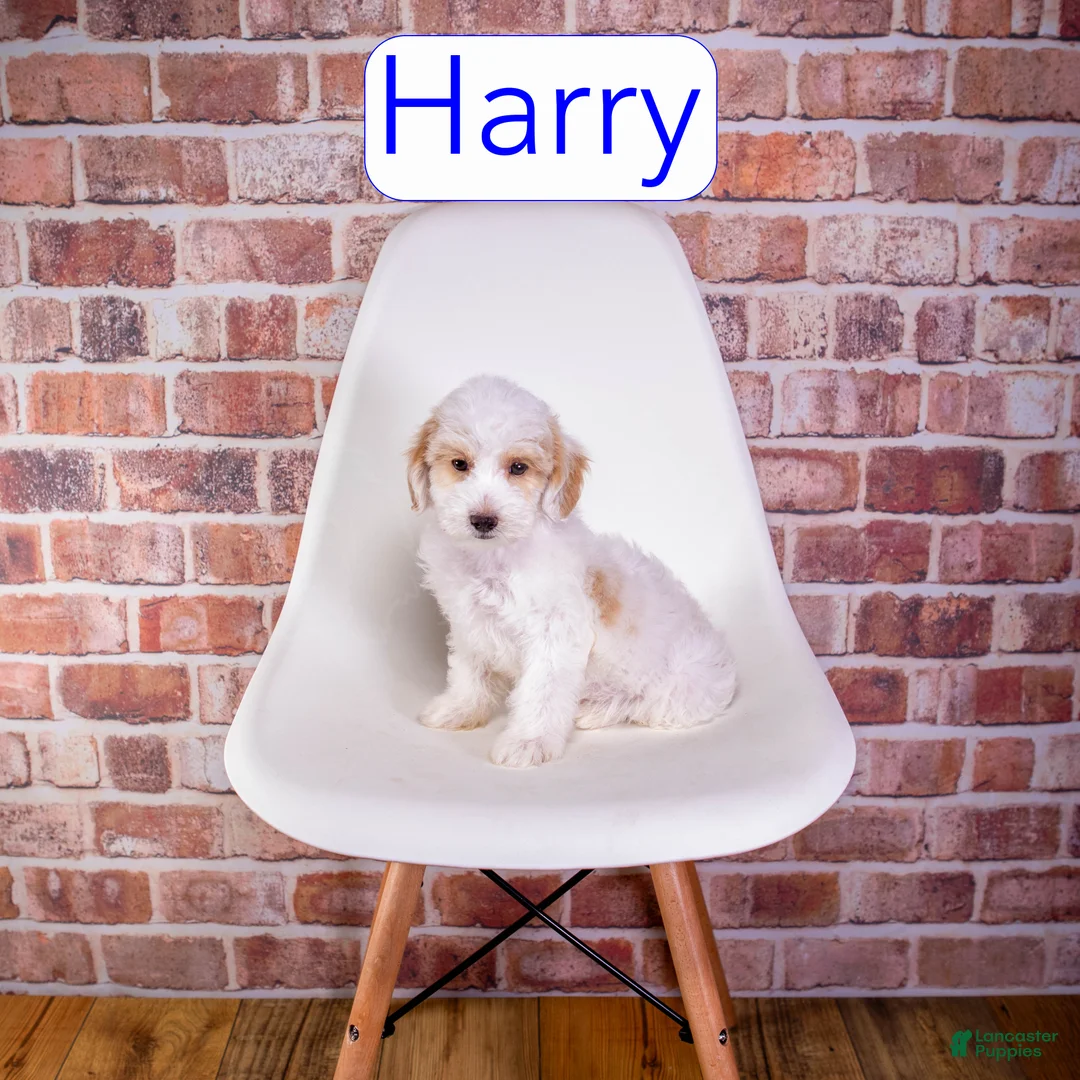 Mini Goldendoodle dogs for sale: Mini Goldendoodle 2 - Ad 1