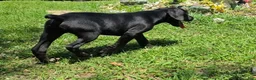 Cane Corso dogs for sale: Dean AKC green collar - Ad 7