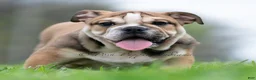 English Bulldog dogs for sale: Mater - Ad 3