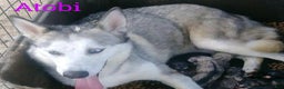 Alaskan Husky dogs for sale: Alaskan Husky Puppy 2 - Ad 2