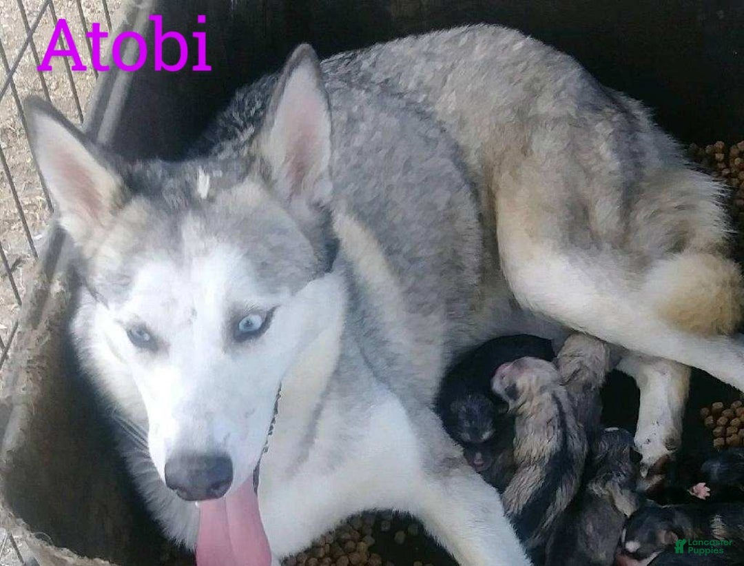 Alaskan Husky dogs for sale: Alaskan Husky Puppy 2 - Ad 2