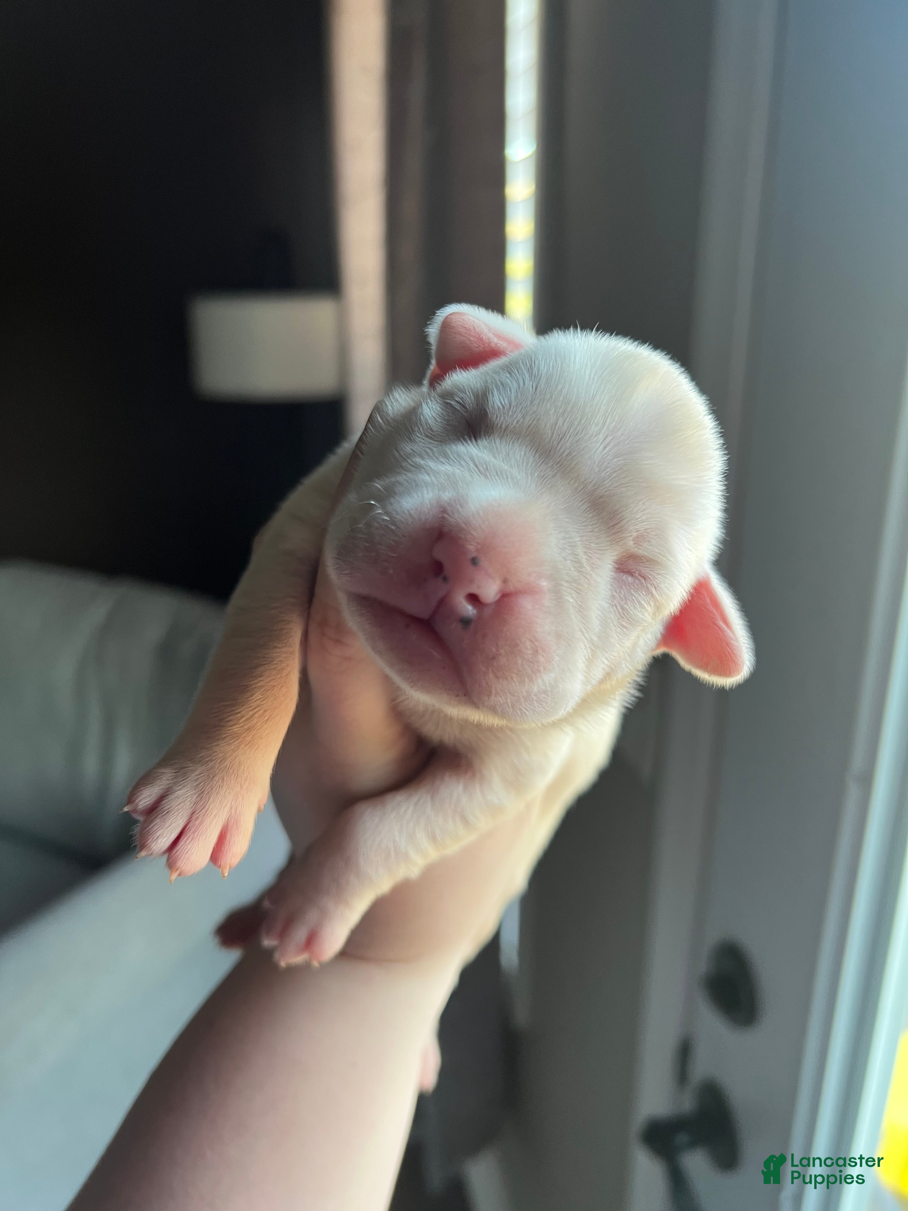 Boxer dogs Boxer Puppy 1 - Ad 3