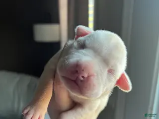 Boxer dogs Boxer Puppy 1 - Ad 3