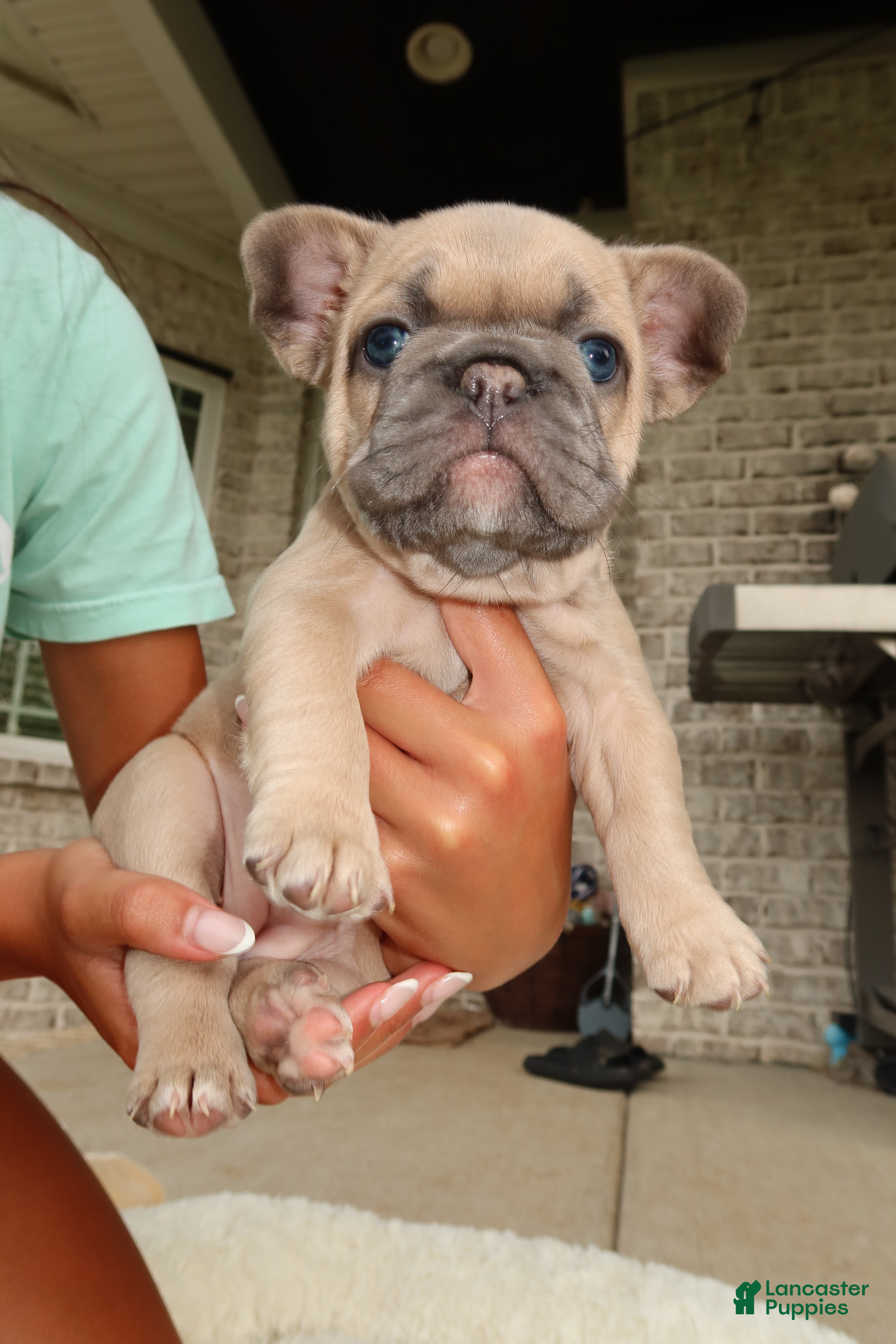 French Bulldog dogs for sale: Tory - Ad 4