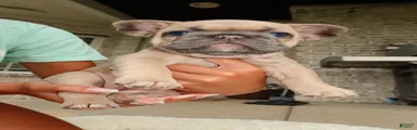Tory