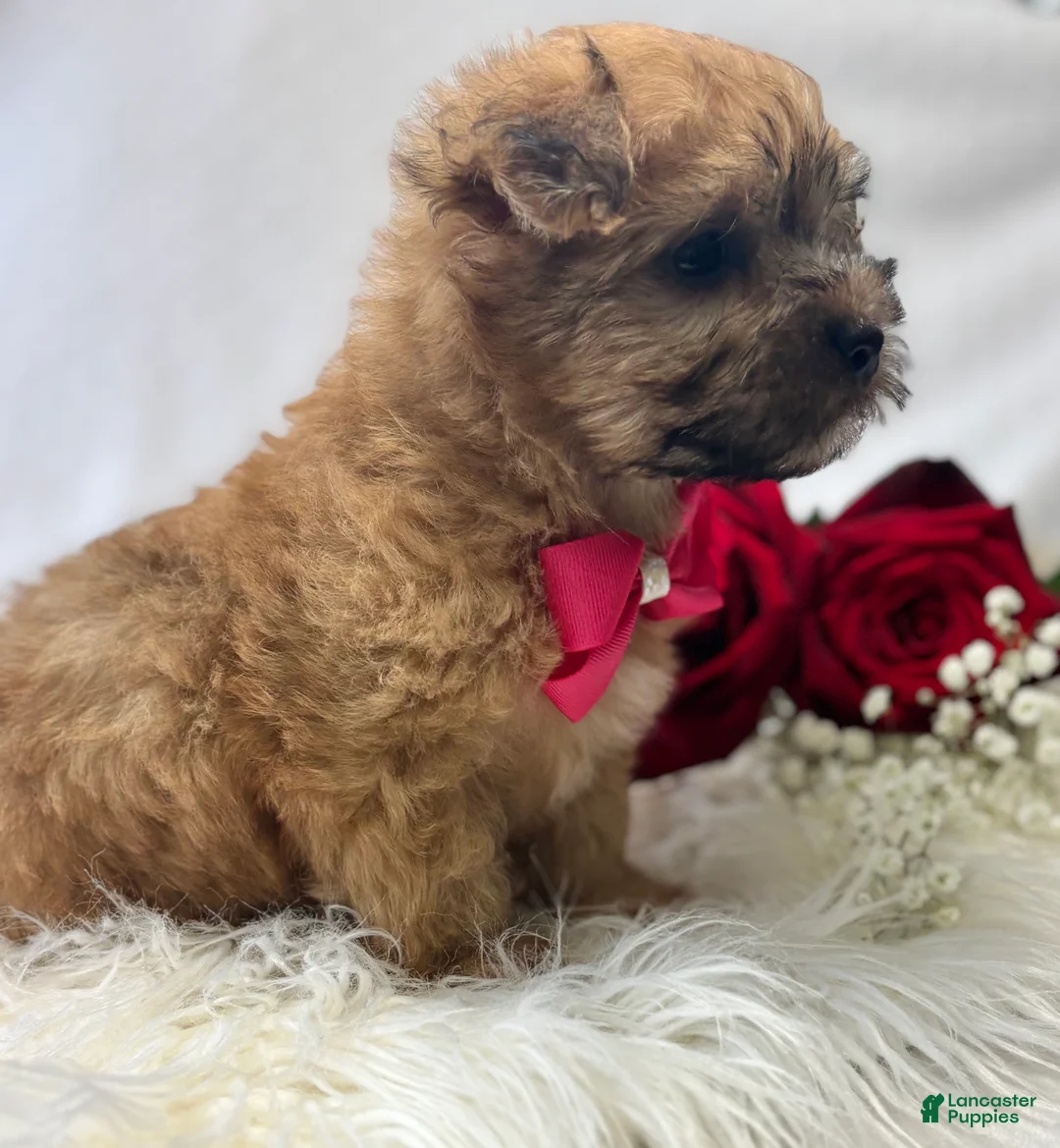 Morkie dogs for sale: Ava - Ad 13