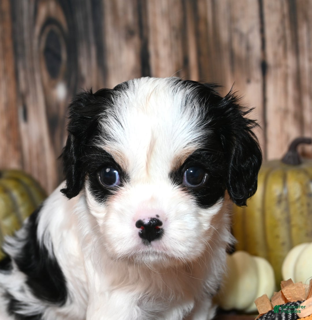 Cavalier King Charles Spaniel dogs for sale: Kai - Ad 15