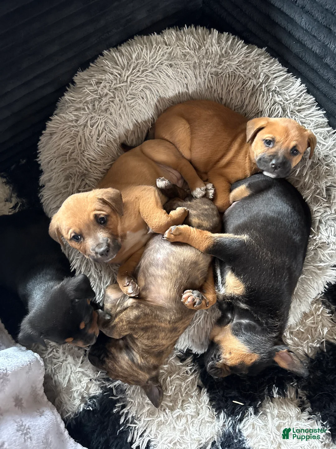 Mixed Breed dogs for sale: Mixed Breed Puppy 1 - Ad 9