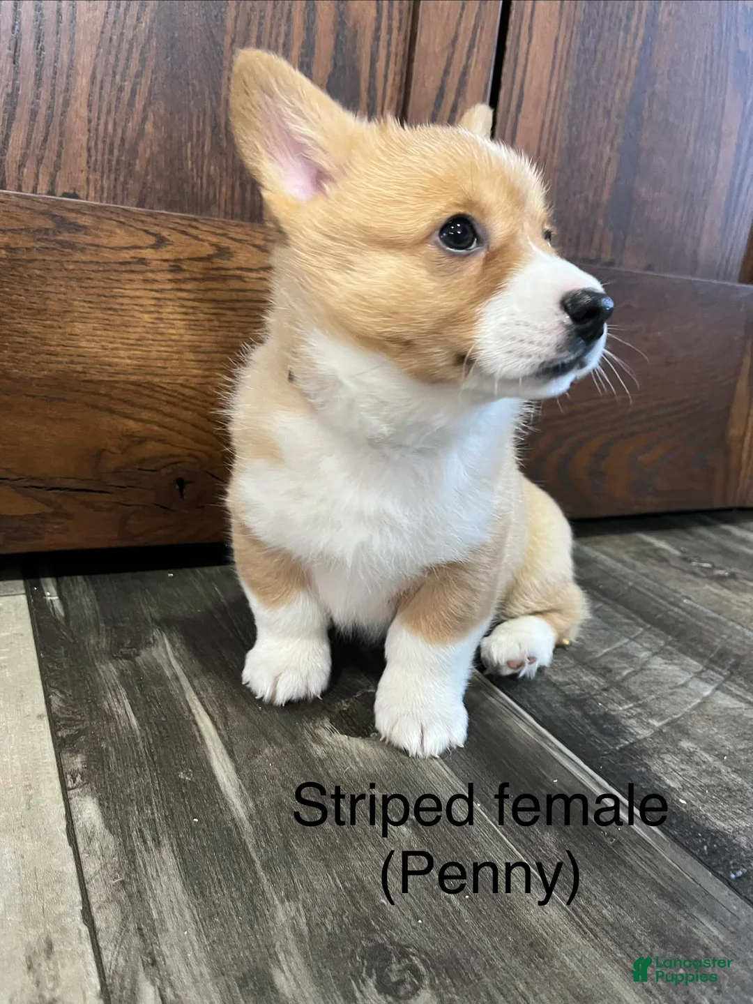 Welsh Corgi Pembroke dogs for sale: Welsh Corgi Pembroke Puppy 3 - Ad 6