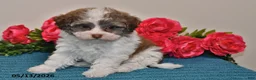 Havanese dogs for sale: Sasha - Ad 3