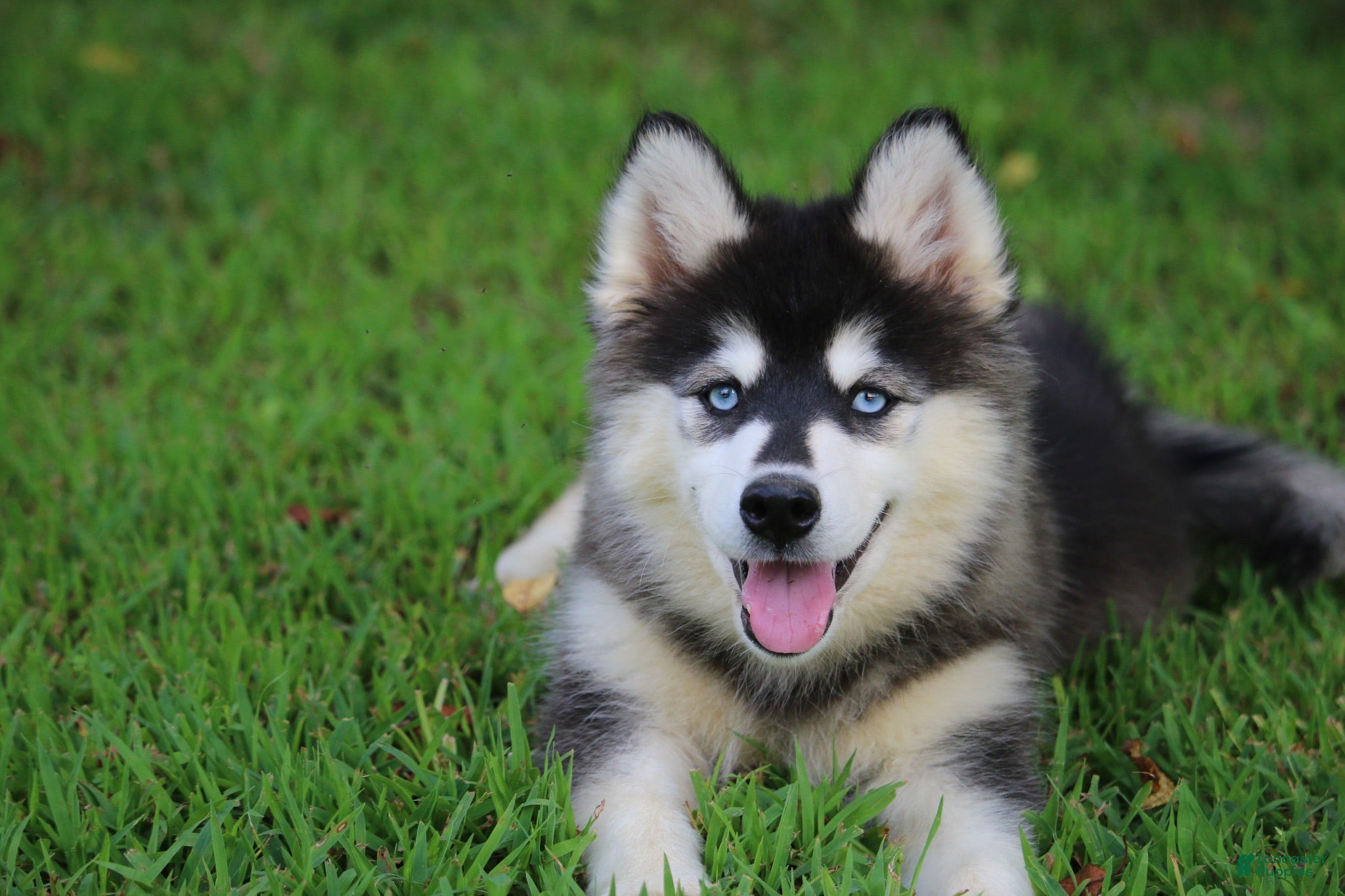 Pomsky dogs Pomsky 1 - Ad 11