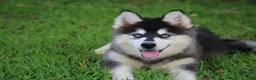 Pomsky dogs for sale: Pomsky 1 - Ad 1