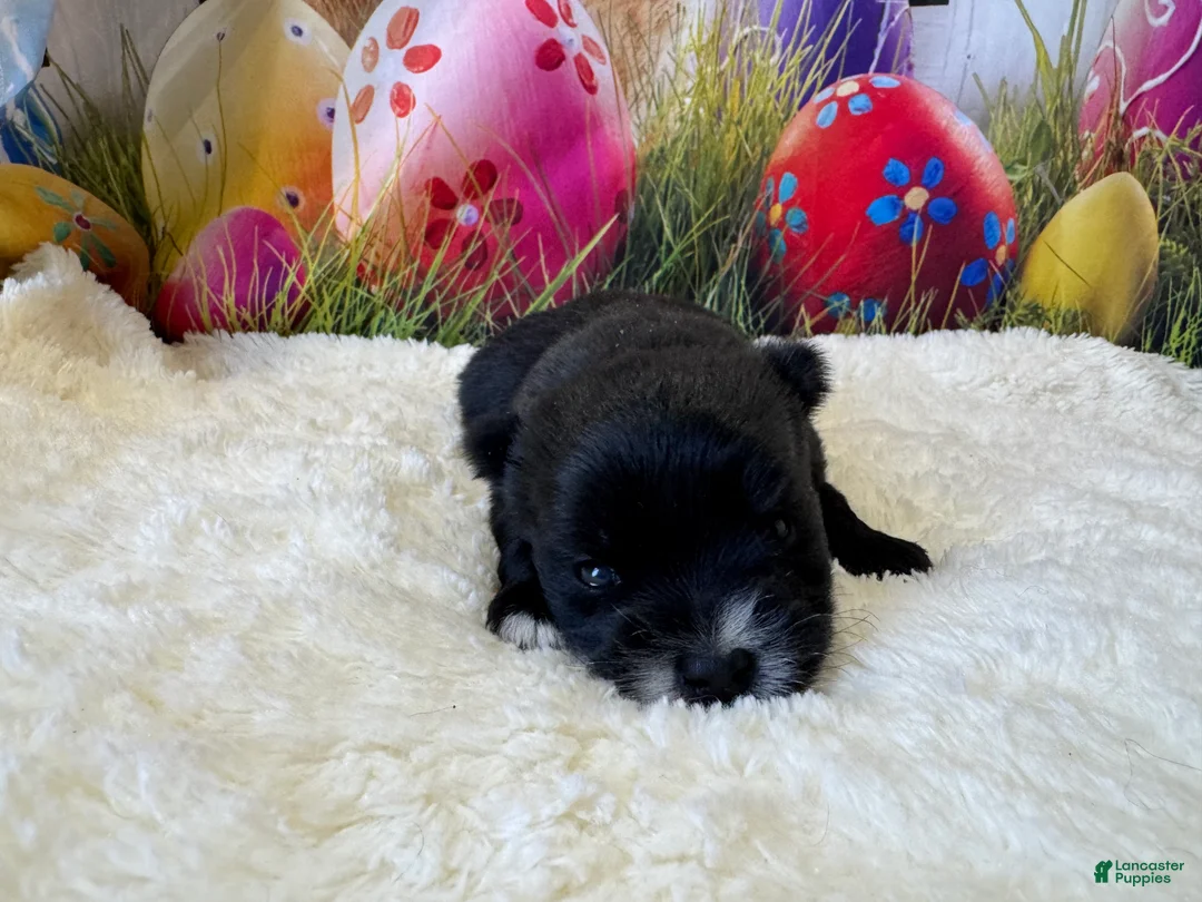Morkie dogs for sale: Blacky - Ad 3