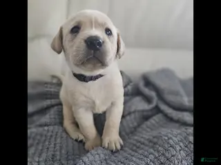 Labrador Retriever dogs for sale: Labrador Retriever Puppy 4 - Ad 2