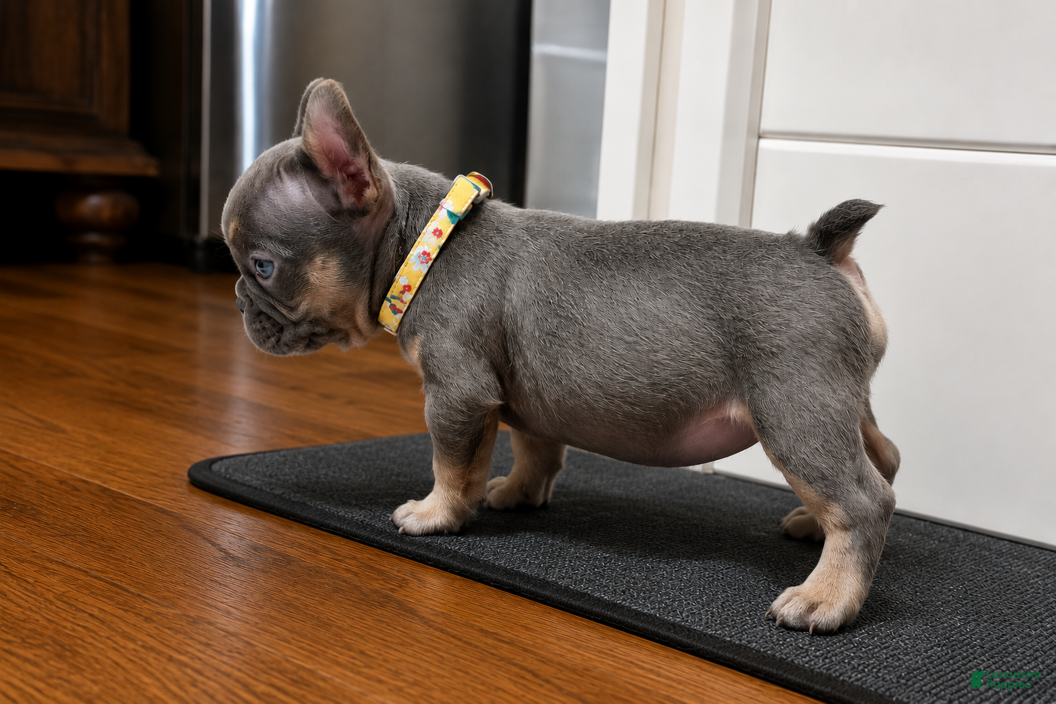 French Bulldog dogs 💖 Lily – Beautiful AKC French Bulldog Female in Texas - Ad 2