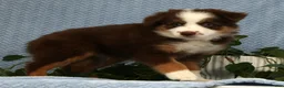 Miniature Australian Shepherd dogs for sale: Rhett - Ad 9