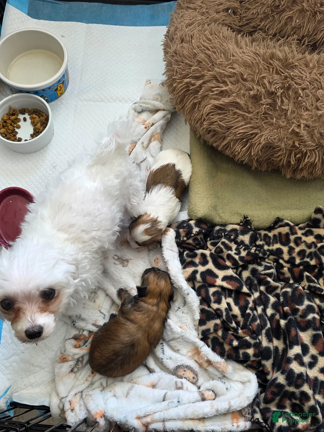 Morkie dogs for sale: Morkie Puppy 1 - Ad 6