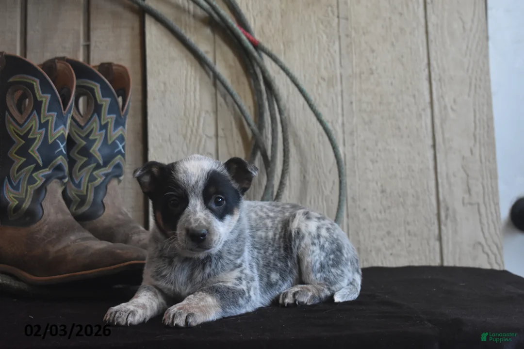 Australian Cattle Dog dogs for sale: Cheyenne - Ad 3