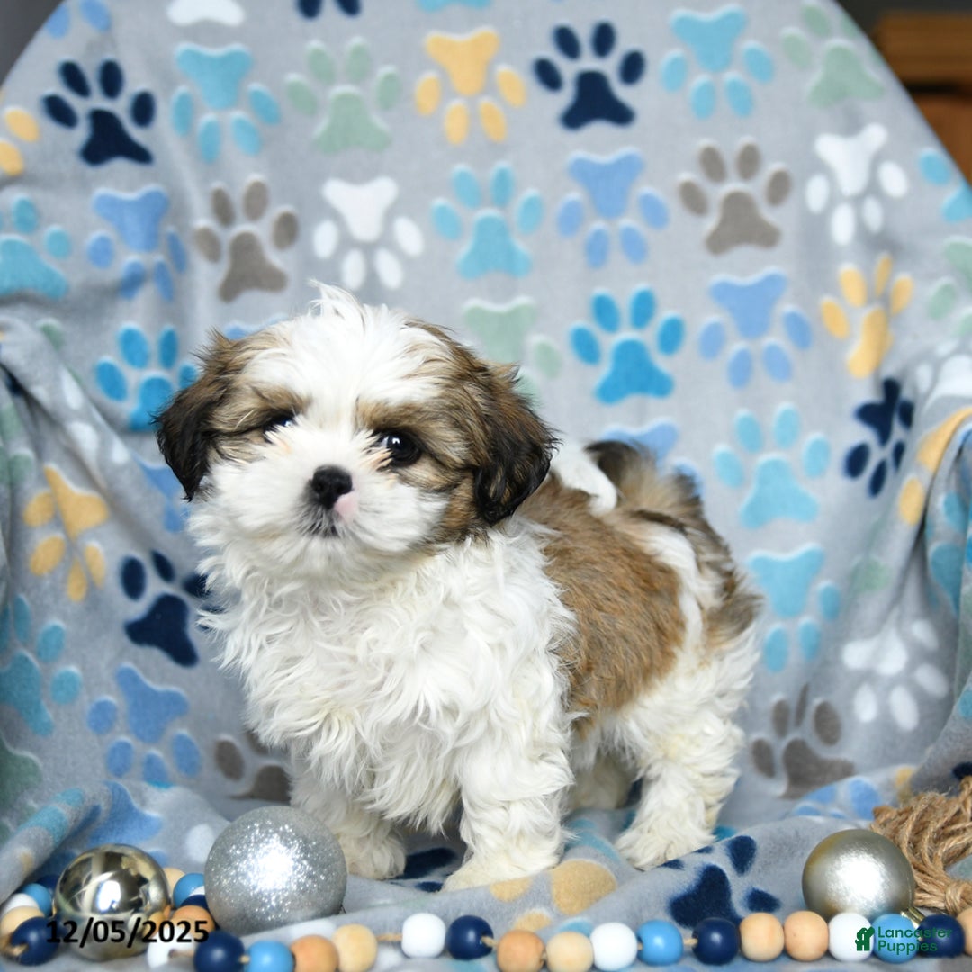 Shih Tzu dogs for sale: Jazz - Ad 3