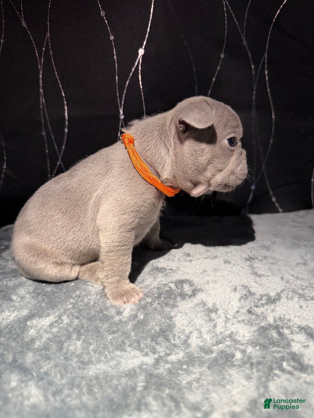 French Bulldog dogs for sale: MILA - Ad 2