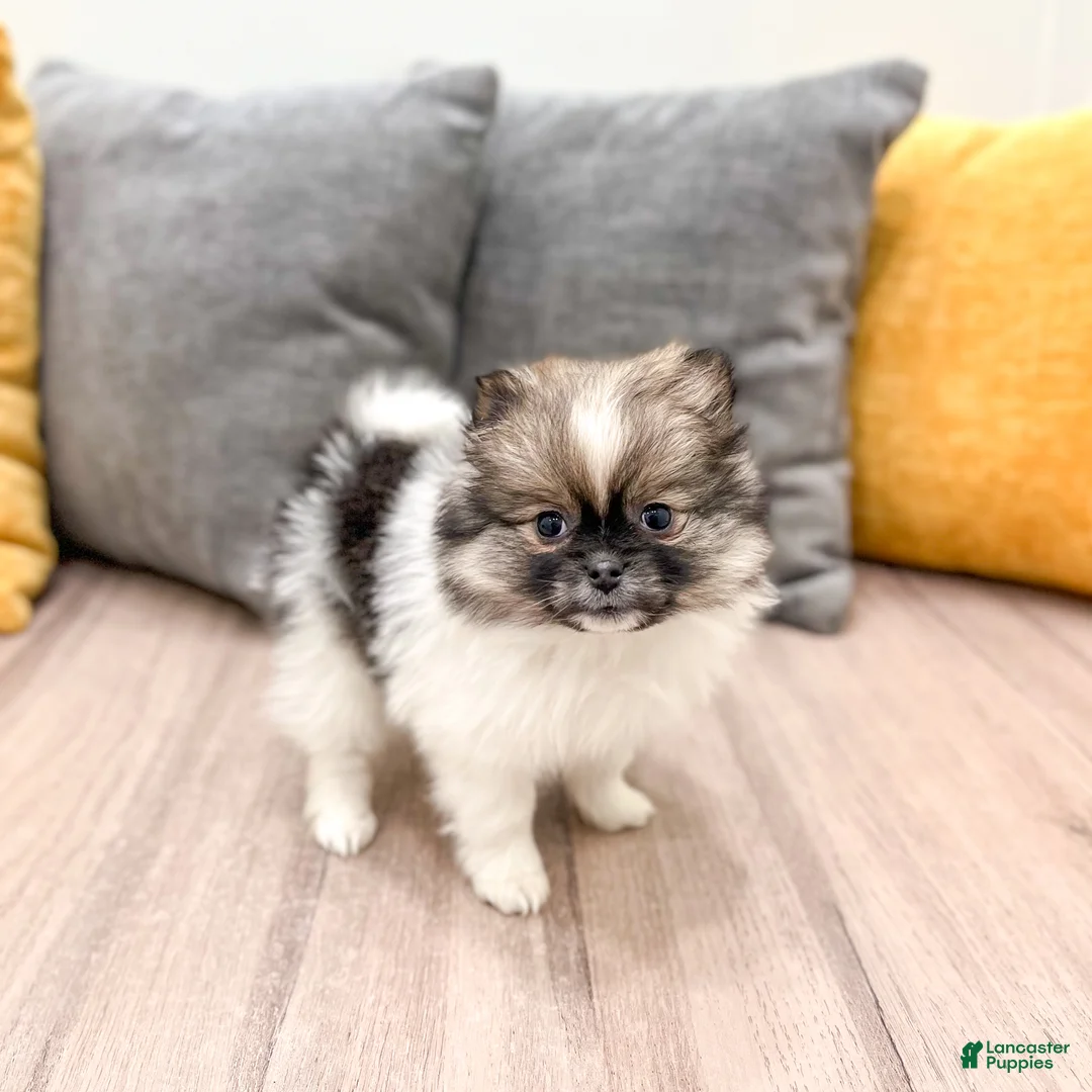 Pomeranian dogs for sale: Sweetie - Ad 3